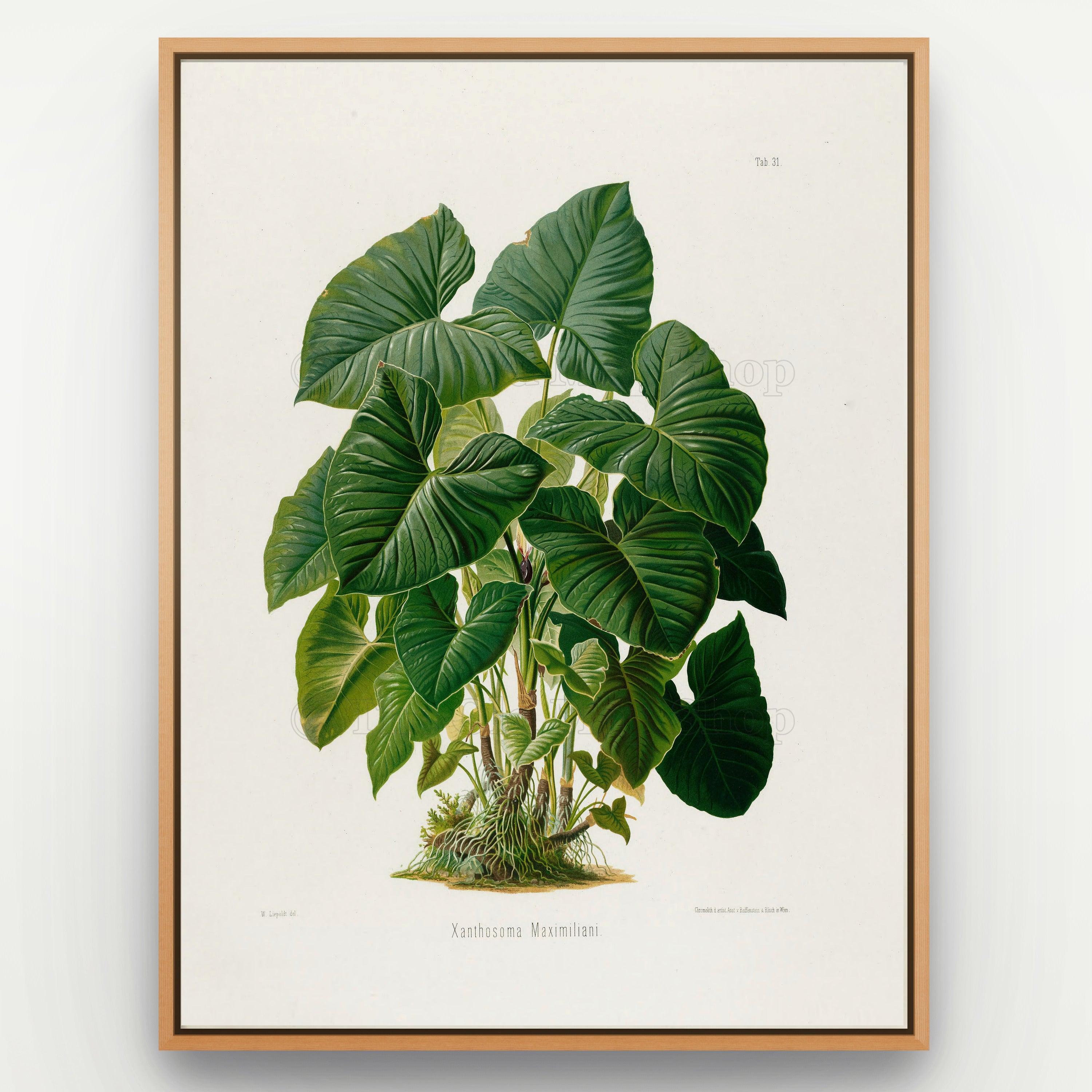 1879 Xanthosoma maximiliani antique botanical print, Plate 31 by Heinrich Wilhelm Schott, shown in a natural oak frame as botanical wall art, featuring a dense Xanthosoma maximiliani plant with overlapping broad, heart-shaped leaves.
