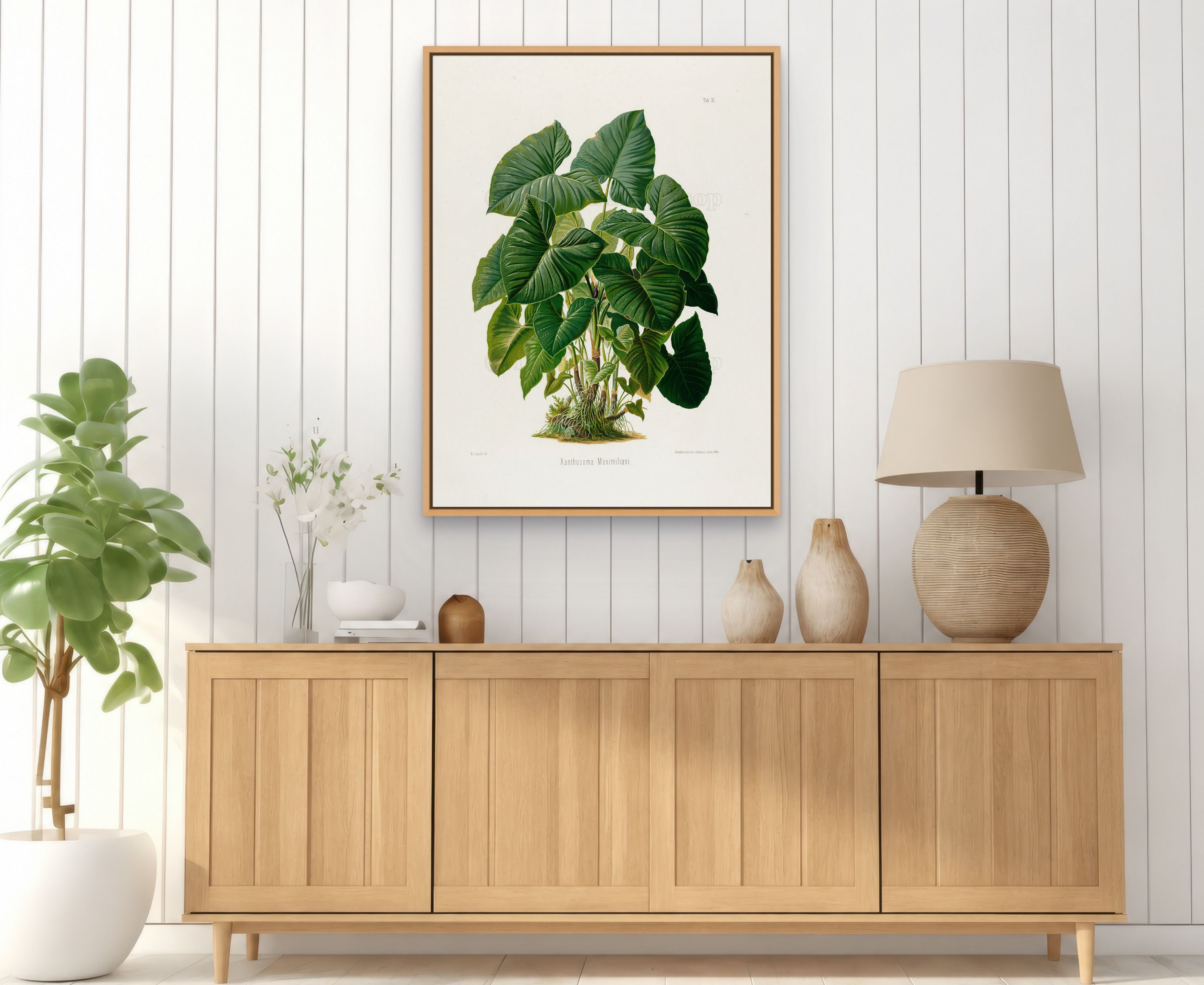 1879 Xanthosoma maximiliani antique botanical print, Plate 31 by Heinrich Wilhelm Schott, framed above a natural oak sideboard in a bright, neutral living room.
