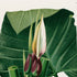 Upper detail of 1879 Xanthosoma maximiliani antique botanical print, Plate 32 by Heinrich Wilhelm Schott, featuring a close view of Xanthosoma maximiliani flowers and stems set against two enormous green leaves.