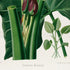 Lower detail of 1879 Xanthosoma maximiliani antique botanical print, Plate 32 by Heinrich Wilhelm Schott. A tall, pale spathe opens at the centre beside green stalks and coloured inner floral structures, offering a striking enlargement of the plant's reproductive anatomy.
