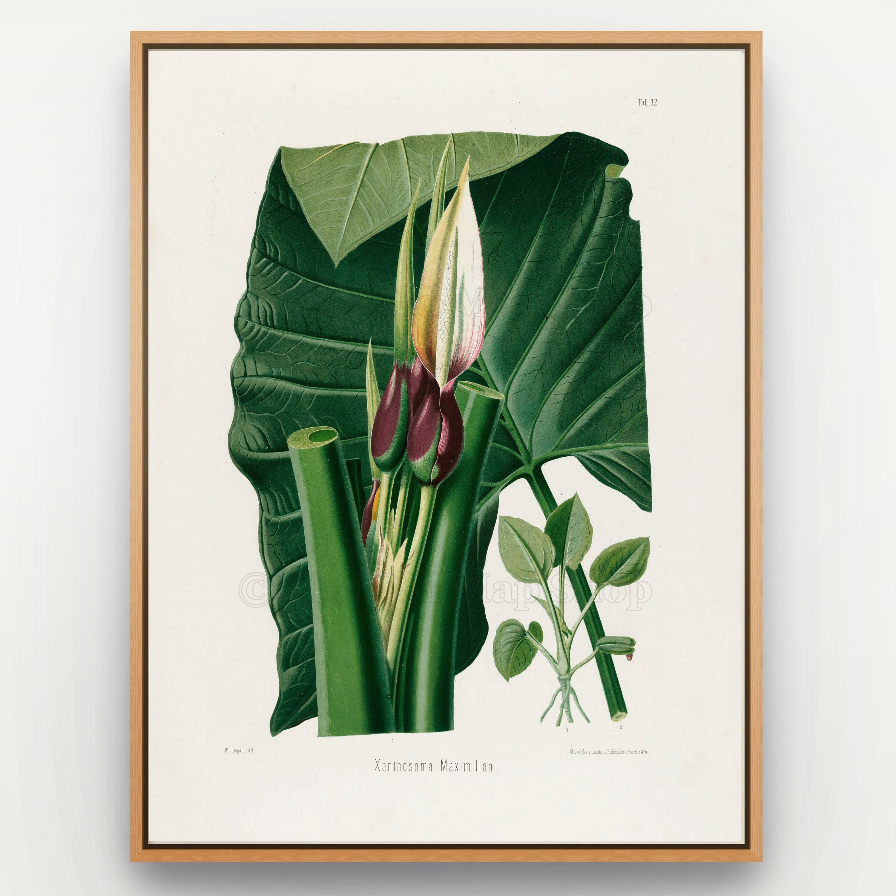 1879 Xanthosoma maximiliani antique botanical print, Plate 32 by Heinrich Wilhelm Schott, shown in a natural oak frame as botanical wall art, featuring a close view of Xanthosoma maximiliani flowers and stems set against two enormous green leaves.