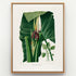 1879 Xanthosoma maximiliani antique botanical print, Plate 32 by Heinrich Wilhelm Schott, shown in a natural oak frame as botanical wall art, featuring a close view of Xanthosoma maximiliani flowers and stems set against two enormous green leaves.