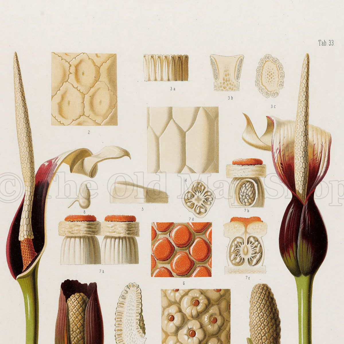 Upper detail of 1879 Xanthosoma maximiliani antique botanical print, Plate 33 by Heinrich Wilhelm Schott, featuring Xanthosoma maximiliani reproductive anatomy displayed as a collection of flower and seed studies.