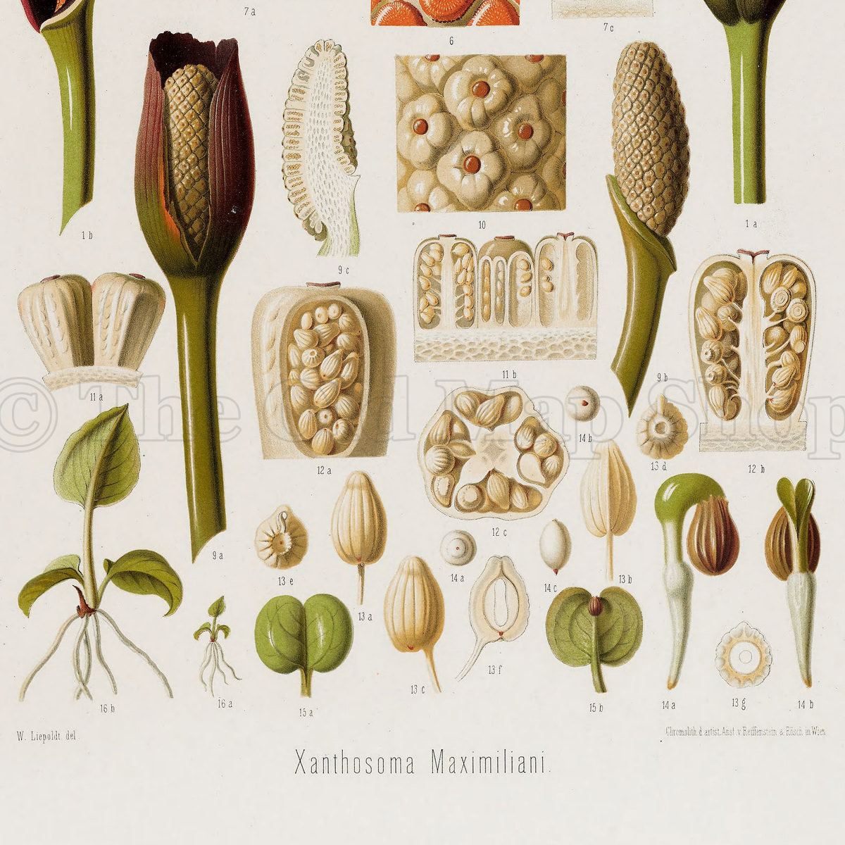 Lower detail of 1879 Xanthosoma maximiliani antique botanical print, Plate 33 by Heinrich Wilhelm Schott. Long spathes and narrow spadices flank finely patterned tissue sections, seeds and small cut botanical components.