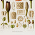 Lower detail of 1879 Xanthosoma maximiliani antique botanical print, Plate 33 by Heinrich Wilhelm Schott. Long spathes and narrow spadices flank finely patterned tissue sections, seeds and small cut botanical components.