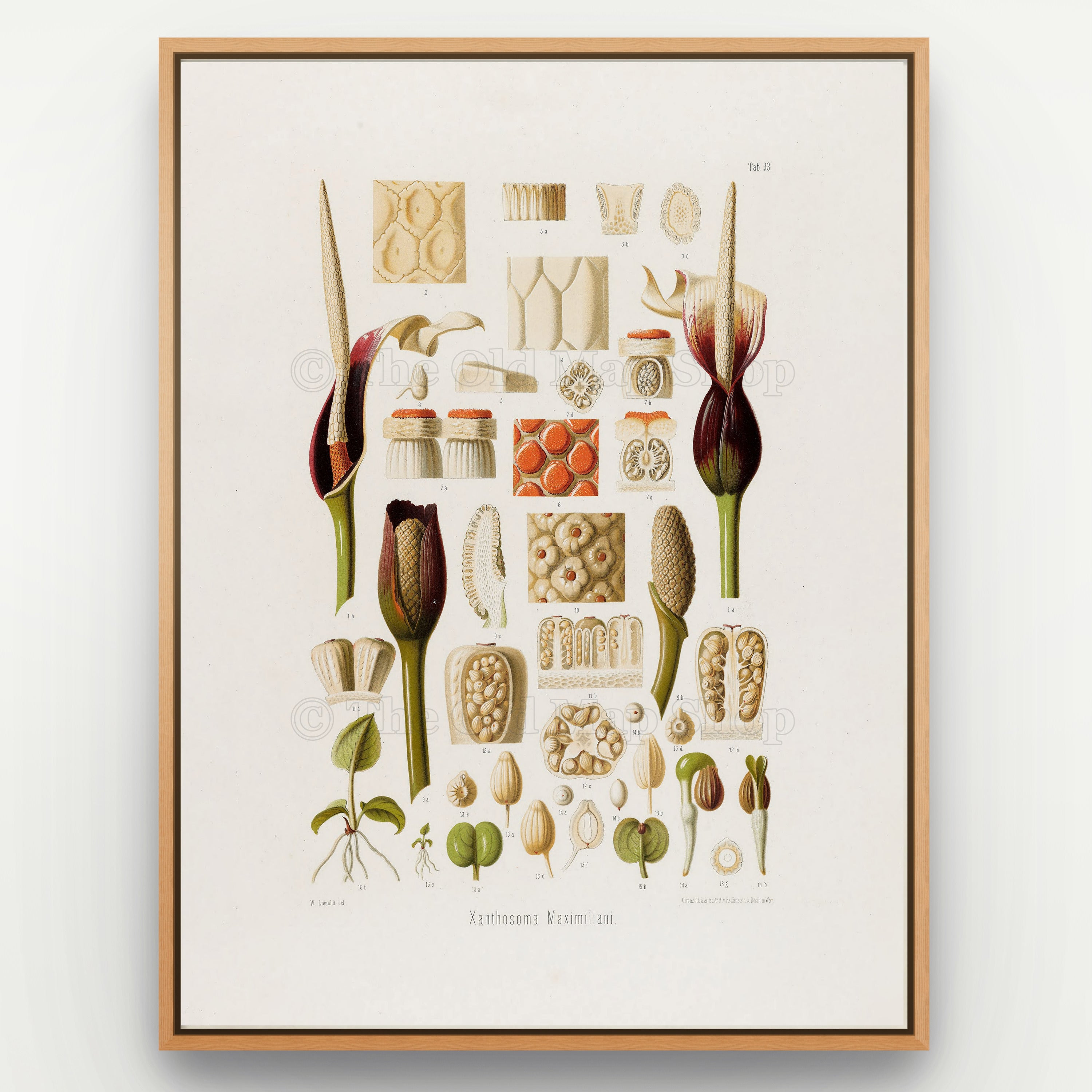 1879 Xanthosoma maximiliani antique botanical print, Plate 33 by Heinrich Wilhelm Schott, shown in a natural oak frame as botanical wall art, featuring Xanthosoma maximiliani reproductive anatomy displayed as a collection of flower and seed studies.