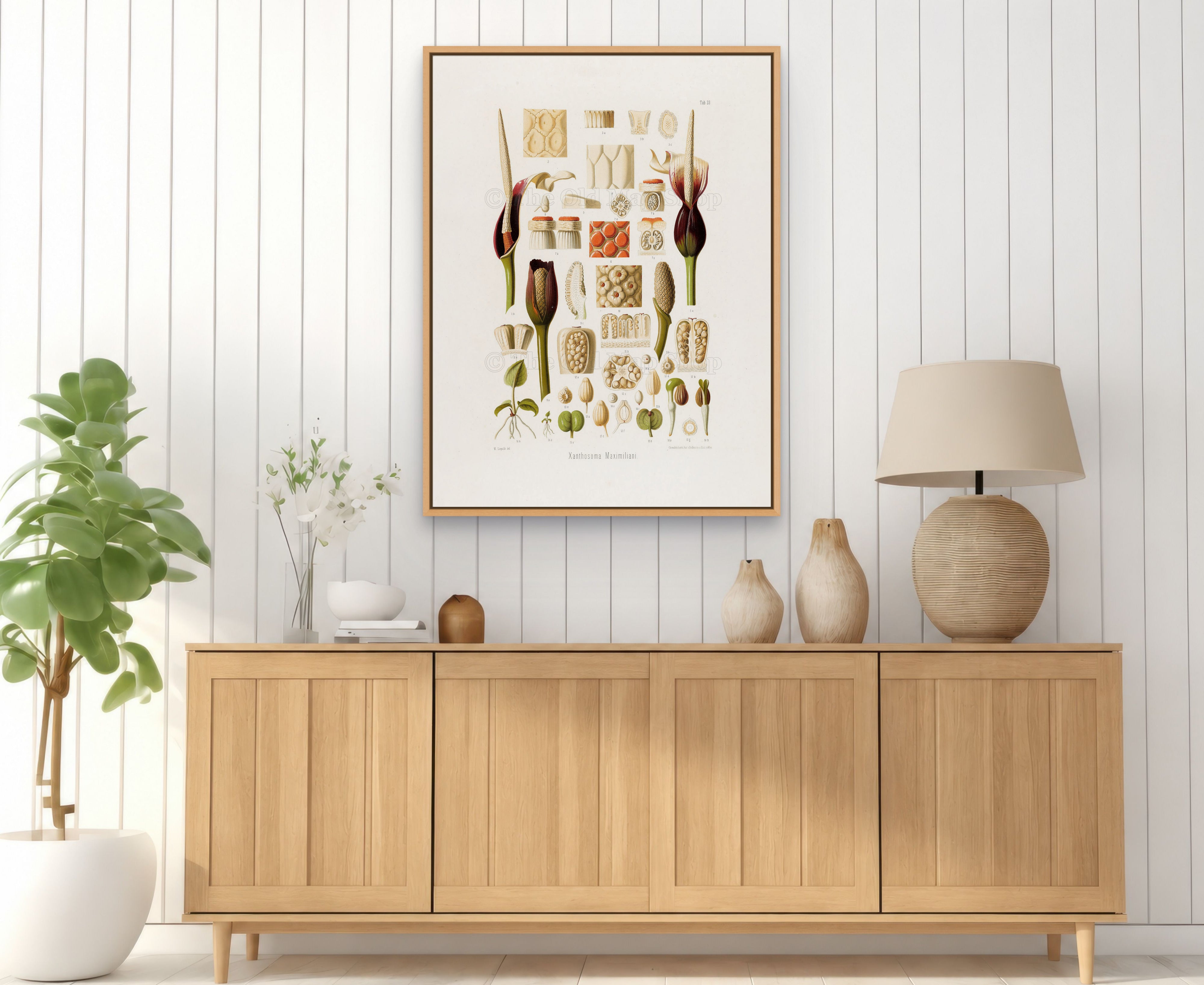 1879 Xanthosoma maximiliani antique botanical print, Plate 33 by Heinrich Wilhelm Schott, framed above a natural oak sideboard in a bright, neutral living room.