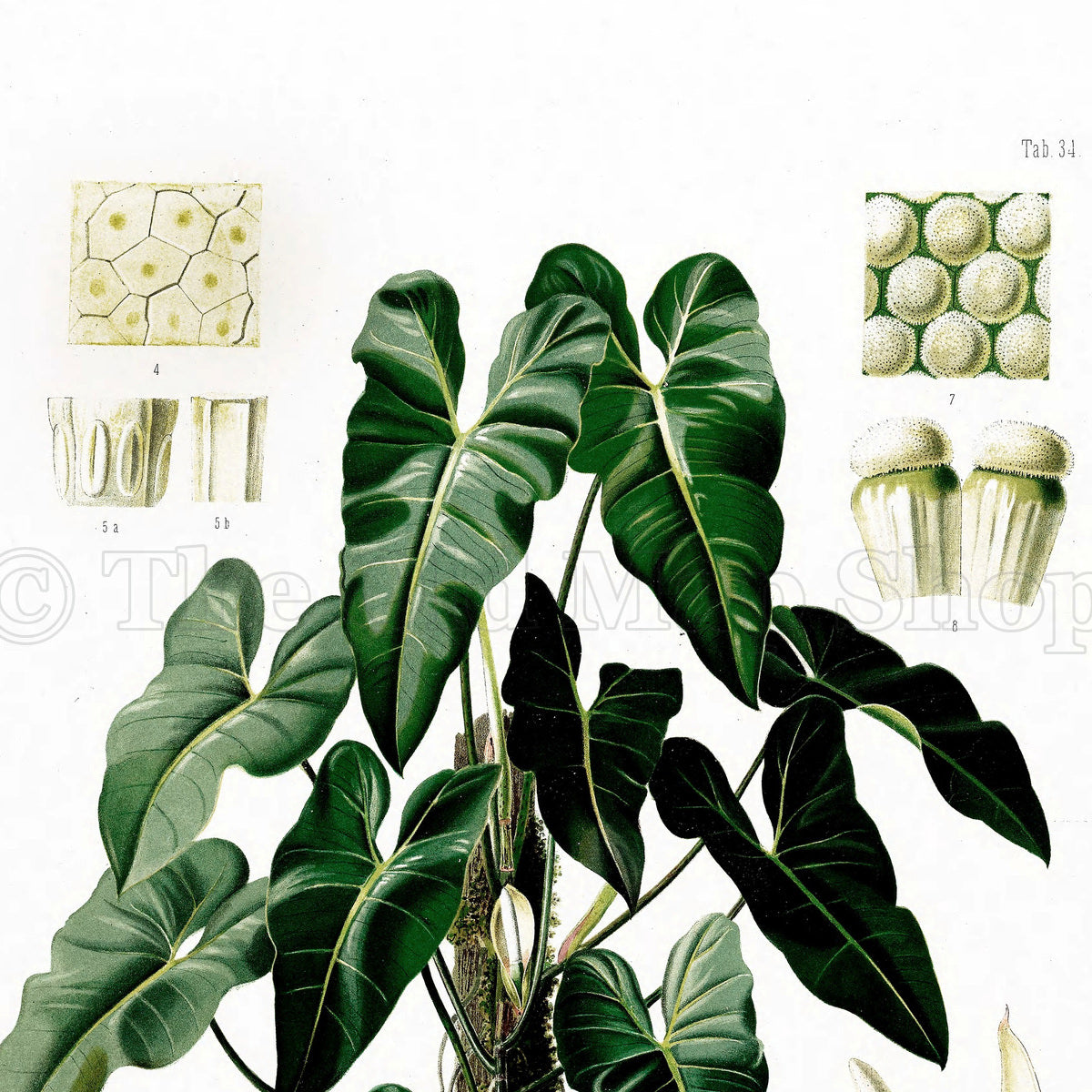 Upper detail of 1879 Philodendron imbe antique botanical print, Plate 34 by Heinrich Wilhelm Schott, featuring a Philodendron imbe with a profusion of glossy, dark-green heart-shaped leaves.