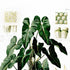 Upper detail of 1879 Philodendron imbe antique botanical print, Plate 34 by Heinrich Wilhelm Schott, featuring a Philodendron imbe with a profusion of glossy, dark-green heart-shaped leaves.