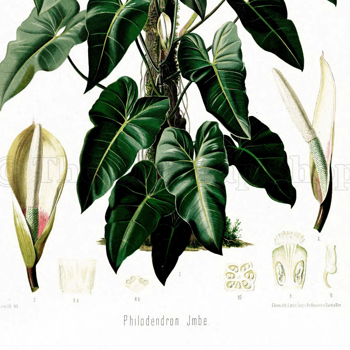 Lower detail of 1879 Philodendron imbe antique botanical print, Plate 34 by Heinrich Wilhelm Schott. Enlarged tissue and floral sections appear around the central plant, while pale spathes and flowering parts are shown near the base.