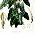 Lower detail of 1879 Philodendron imbe antique botanical print, Plate 34 by Heinrich Wilhelm Schott. Enlarged tissue and floral sections appear around the central plant, while pale spathes and flowering parts are shown near the base.