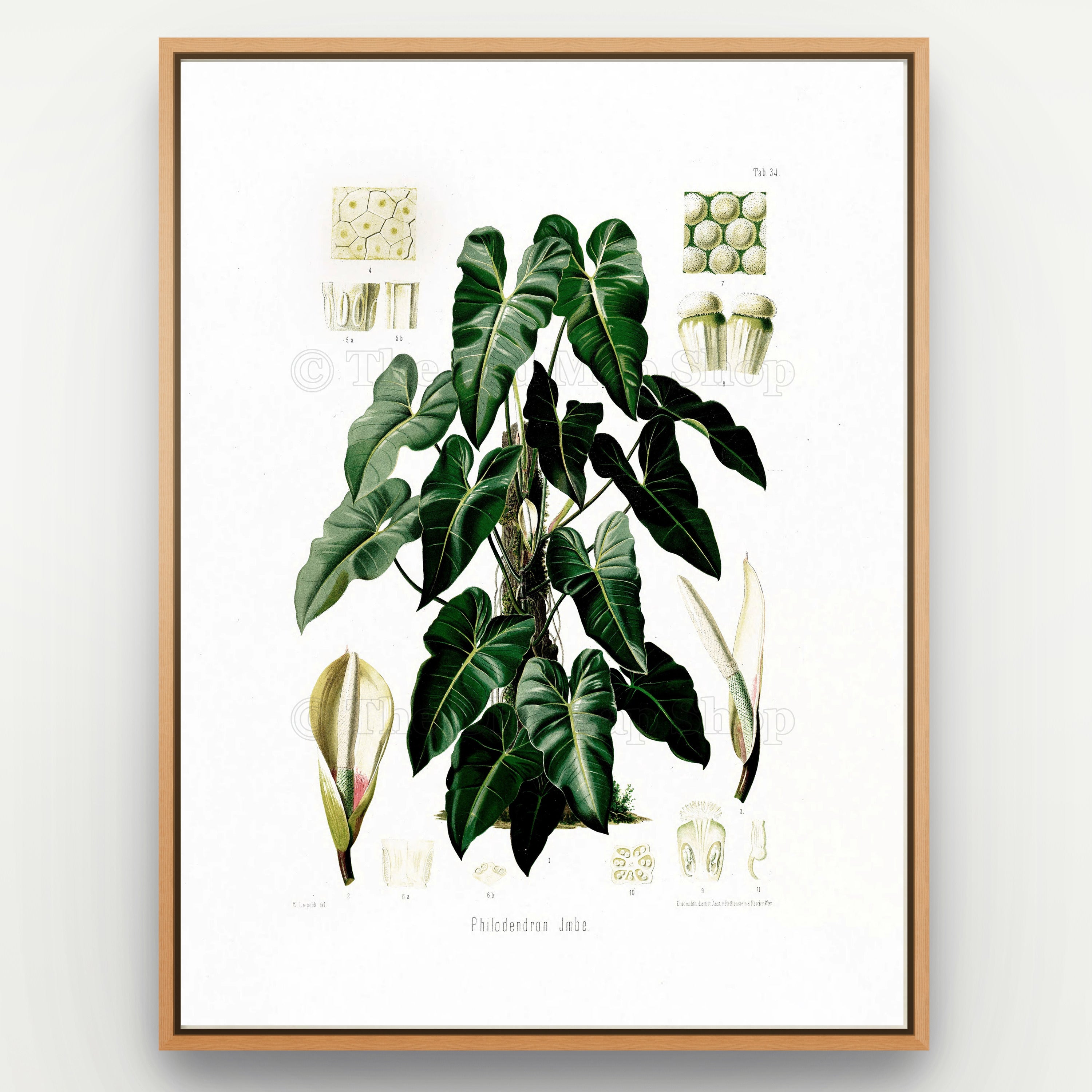 1879 Philodendron imbe antique botanical print, Plate 34 by Heinrich Wilhelm Schott, shown in a natural oak frame as botanical wall art, featuring a Philodendron imbe with a profusion of glossy, dark-green heart-shaped leaves.