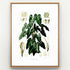 1879 Philodendron imbe antique botanical print, Plate 34 by Heinrich Wilhelm Schott, shown in a natural oak frame as botanical wall art, featuring a Philodendron imbe with a profusion of glossy, dark-green heart-shaped leaves.