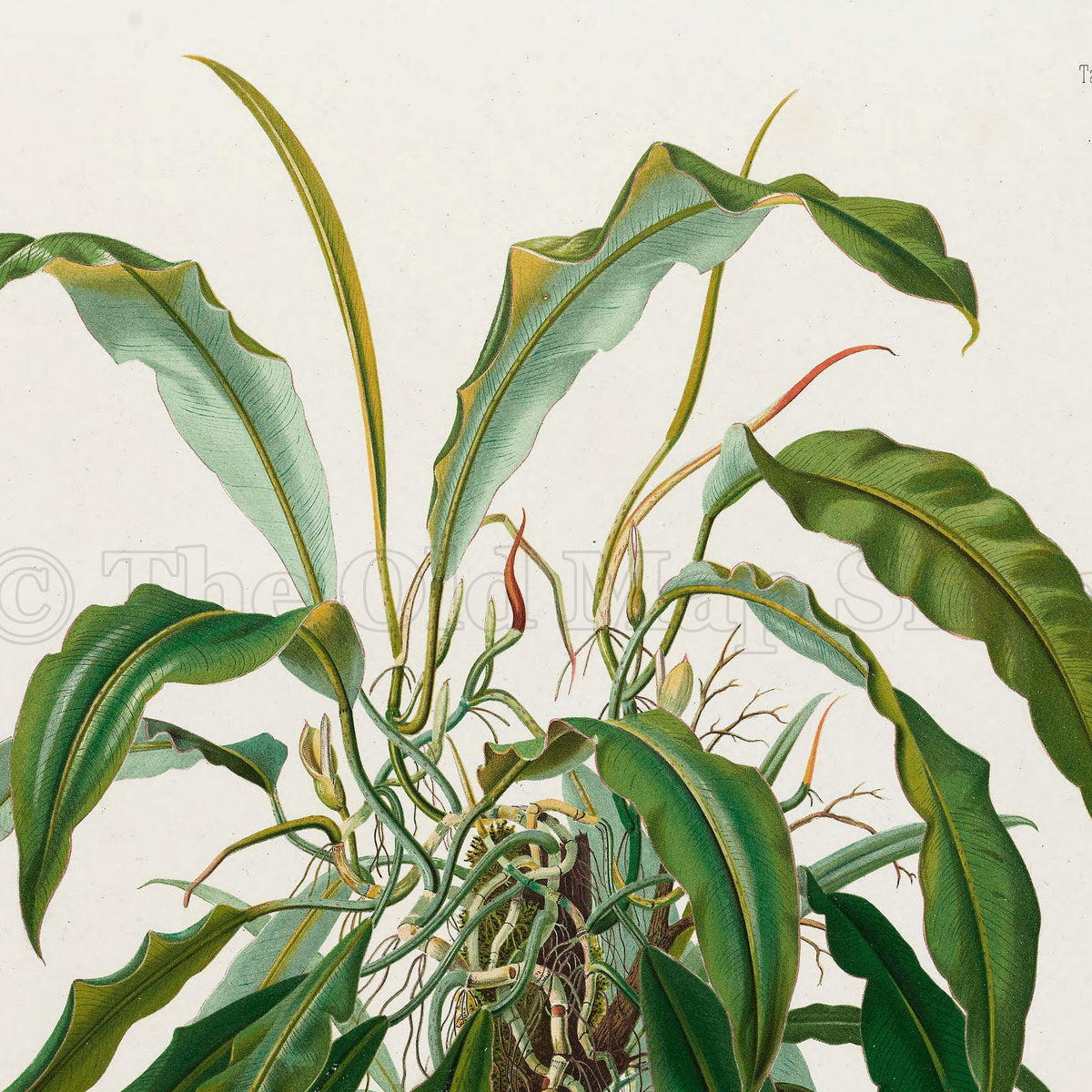 Upper detail of 1879 Philodendron longilaminatum antique botanical print, Plate 35 by Heinrich Wilhelm Schott, featuring a mature Philodendron longilaminatum with long, tapering leaves that arch in many directions.