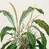 Upper detail of 1879 Philodendron longilaminatum antique botanical print, Plate 35 by Heinrich Wilhelm Schott, featuring a mature Philodendron longilaminatum with long, tapering leaves that arch in many directions.