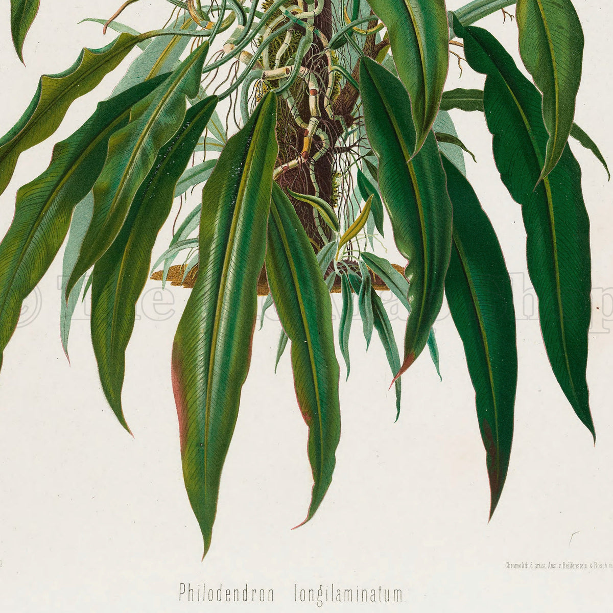 Lower detail of 1879 Philodendron longilaminatum antique botanical print, Plate 35 by Heinrich Wilhelm Schott. The artist focuses on the plant's spreading habit, slender stems and visible roots rather than on a large collection of separate anatomical studies.