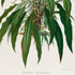Lower detail of 1879 Philodendron longilaminatum antique botanical print, Plate 35 by Heinrich Wilhelm Schott. The artist focuses on the plant's spreading habit, slender stems and visible roots rather than on a large collection of separate anatomical studies.