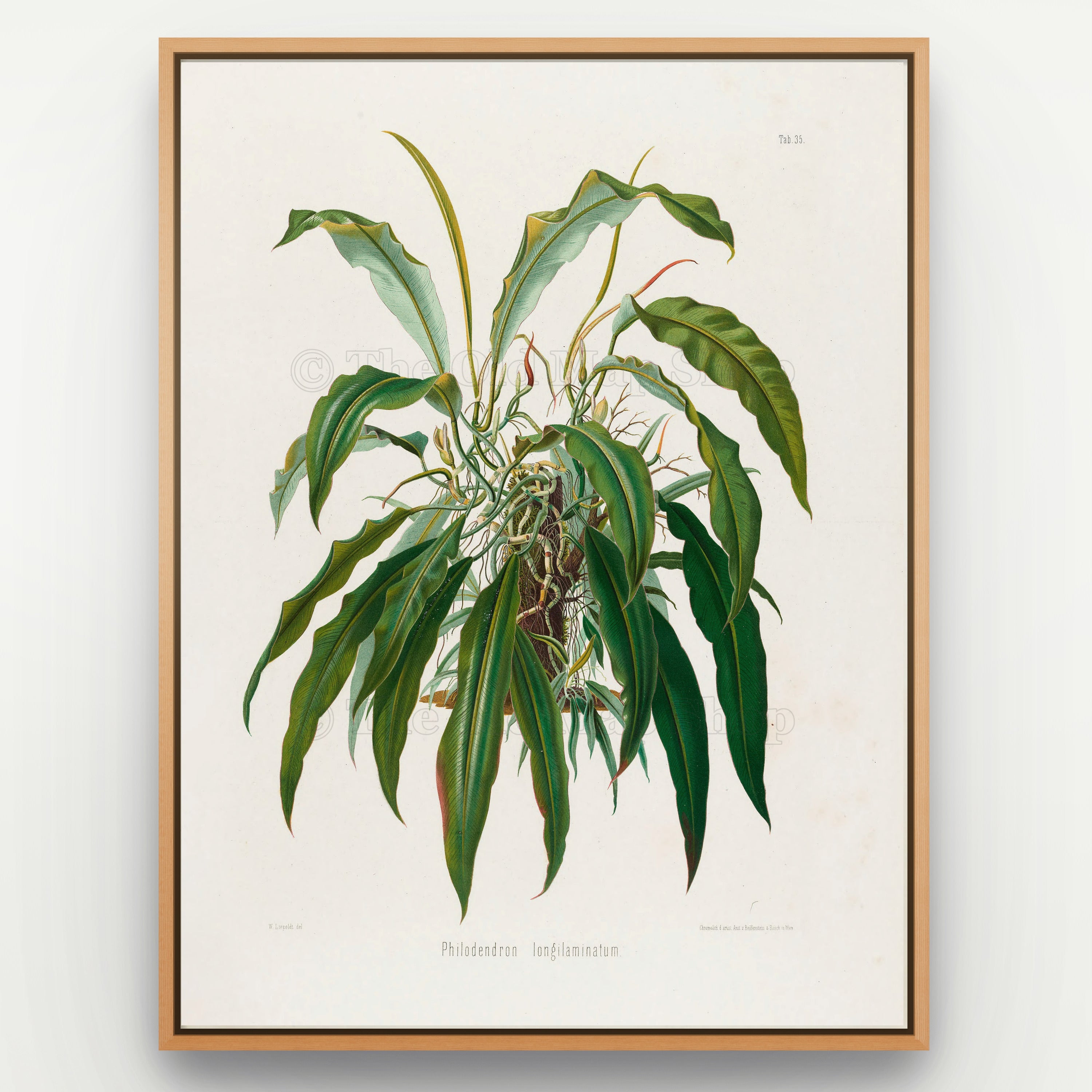 1879 Philodendron longilaminatum antique botanical print, Plate 35 by Heinrich Wilhelm Schott, shown in a natural oak frame as botanical wall art, featuring a mature Philodendron longilaminatum with long, tapering leaves that arch in many directions.