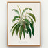 1879 Philodendron longilaminatum antique botanical print, Plate 35 by Heinrich Wilhelm Schott, shown in a natural oak frame as botanical wall art, featuring a mature Philodendron longilaminatum with long, tapering leaves that arch in many directions.
