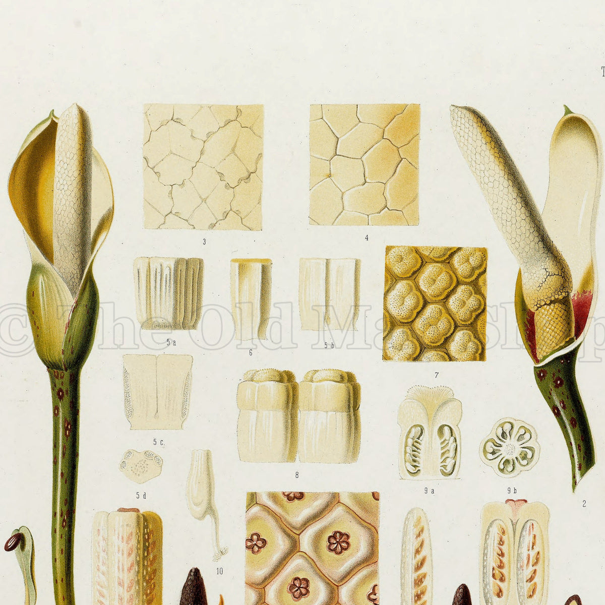 Upper detail of 1879 Philodendron longilaminatum antique botanical print, Plate 36 by Heinrich Wilhelm Schott, featuring the spathes, spadices and reproductive anatomy of Philodendron longilaminatum.