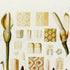Upper detail of 1879 Philodendron longilaminatum antique botanical print, Plate 36 by Heinrich Wilhelm Schott, featuring the spathes, spadices and reproductive anatomy of Philodendron longilaminatum.