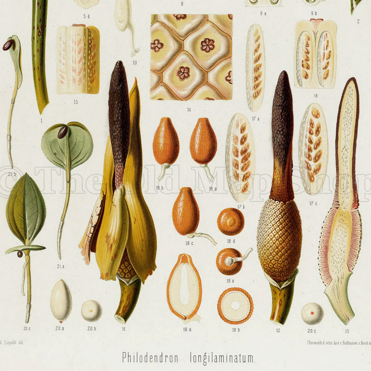 Lower detail of 1879 Philodendron longilaminatum antique botanical print, Plate 36 by Heinrich Wilhelm Schott. Several long cream and yellow-green floral structures are set among magnified tissue patterns, seeds and sectional drawings.