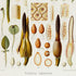 Lower detail of 1879 Philodendron longilaminatum antique botanical print, Plate 36 by Heinrich Wilhelm Schott. Several long cream and yellow-green floral structures are set among magnified tissue patterns, seeds and sectional drawings.