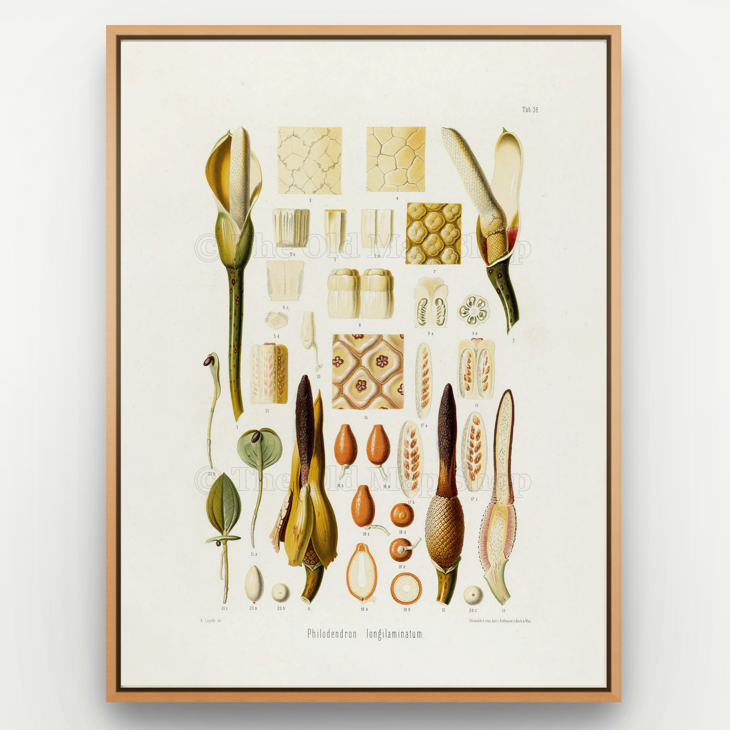 1879 Philodendron longilaminatum antique botanical print, Plate 36 by Heinrich Wilhelm Schott, shown in a natural oak frame as botanical wall art, featuring the spathes, spadices and reproductive anatomy of Philodendron longilaminatum.