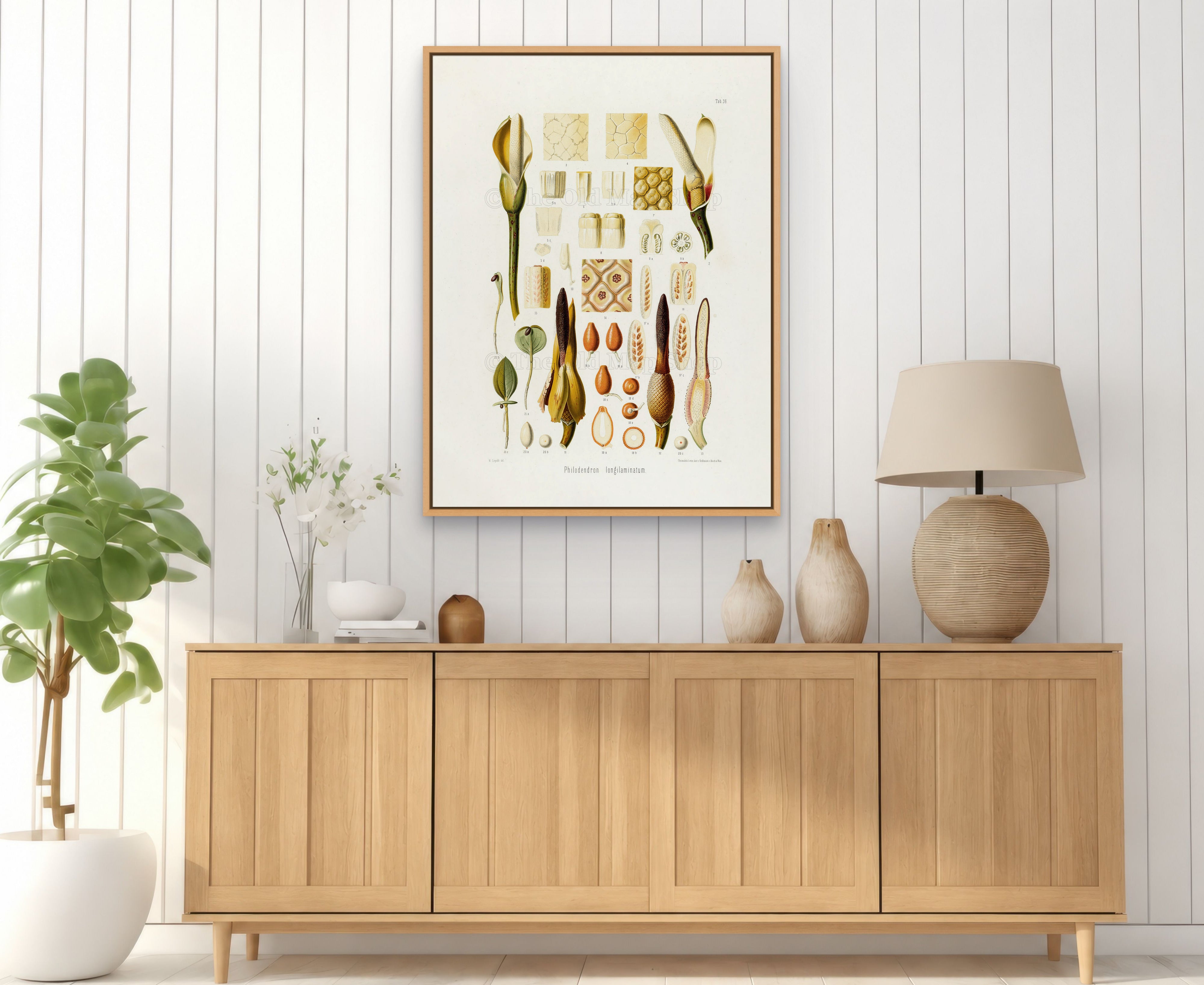 1879 Philodendron longilaminatum antique botanical print, Plate 36 by Heinrich Wilhelm Schott, framed above a natural oak sideboard in a bright, neutral living room.