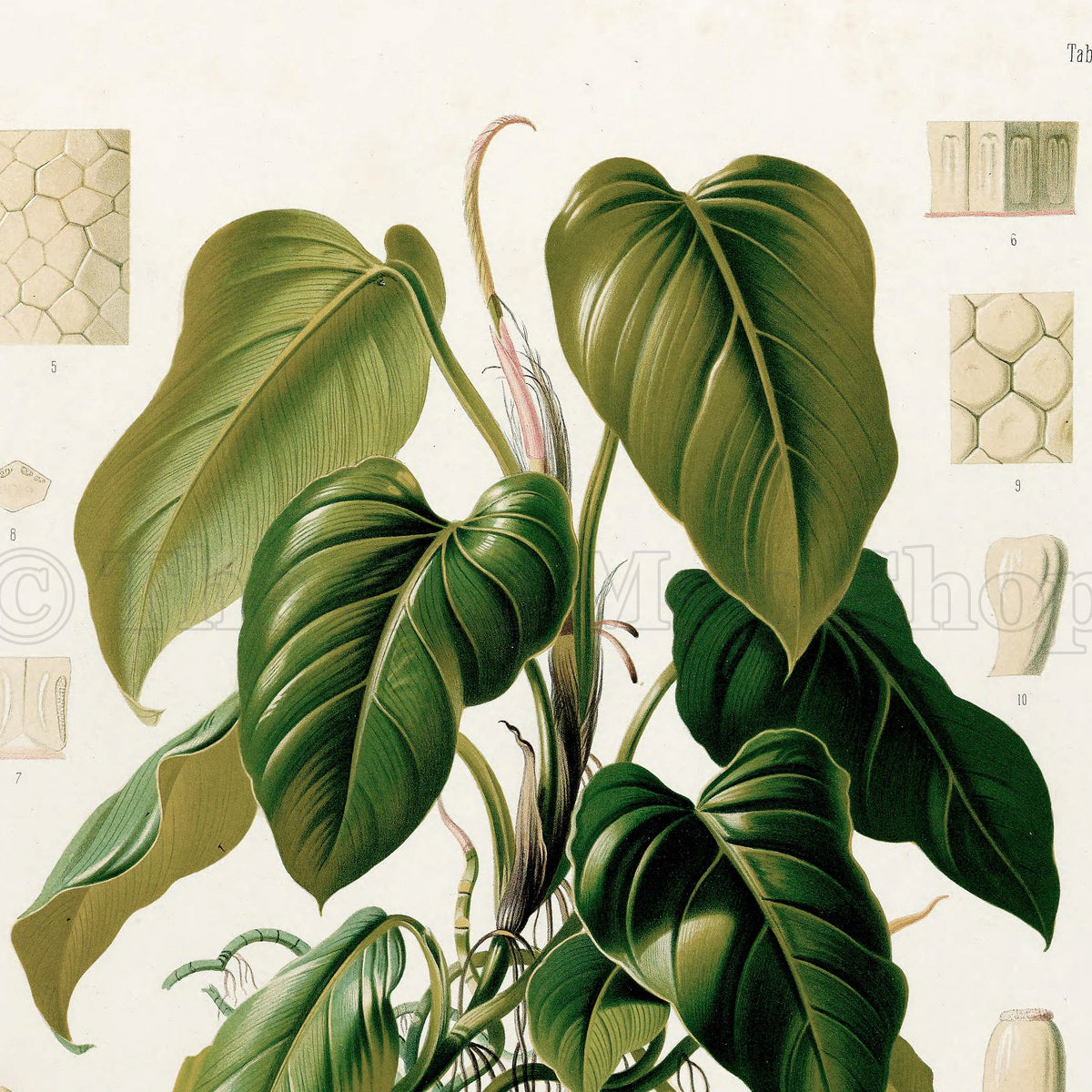 Upper detail of 1879 Philodendron brevilaminatum antique botanical print, Plate 37 by Heinrich Wilhelm Schott, featuring a Philodendron brevilaminatum with large, softly drooping heart-shaped green leaves.