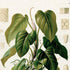 Upper detail of 1879 Philodendron brevilaminatum antique botanical print, Plate 37 by Heinrich Wilhelm Schott, featuring a Philodendron brevilaminatum with large, softly drooping heart-shaped green leaves.