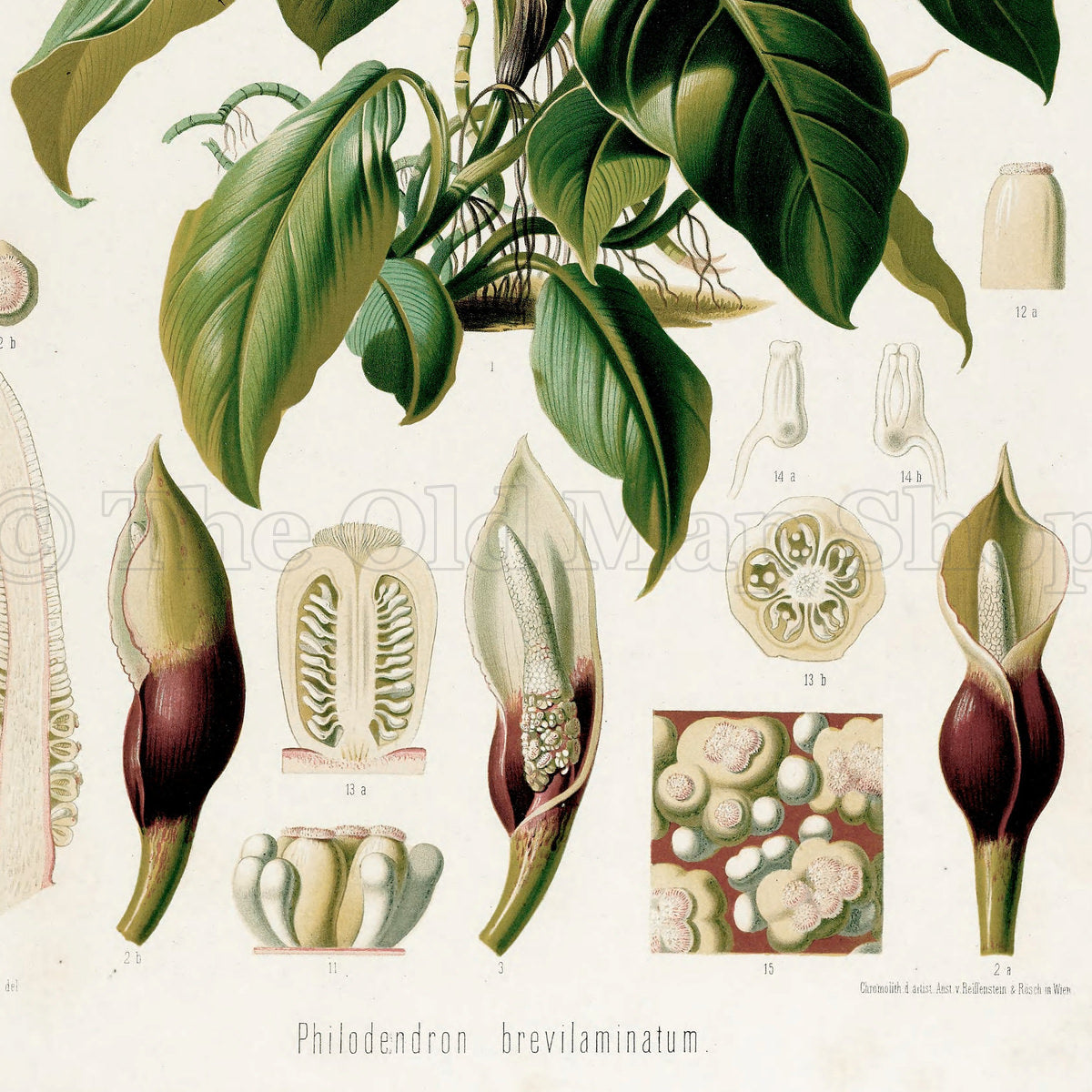Lower detail of 1879 Philodendron brevilaminatum antique botanical print, Plate 37 by Heinrich Wilhelm Schott. Pale floral structures and detailed tissue studies surround the central plant, with dark-coloured spathes positioned below.