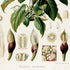Lower detail of 1879 Philodendron brevilaminatum antique botanical print, Plate 37 by Heinrich Wilhelm Schott. Pale floral structures and detailed tissue studies surround the central plant, with dark-coloured spathes positioned below.