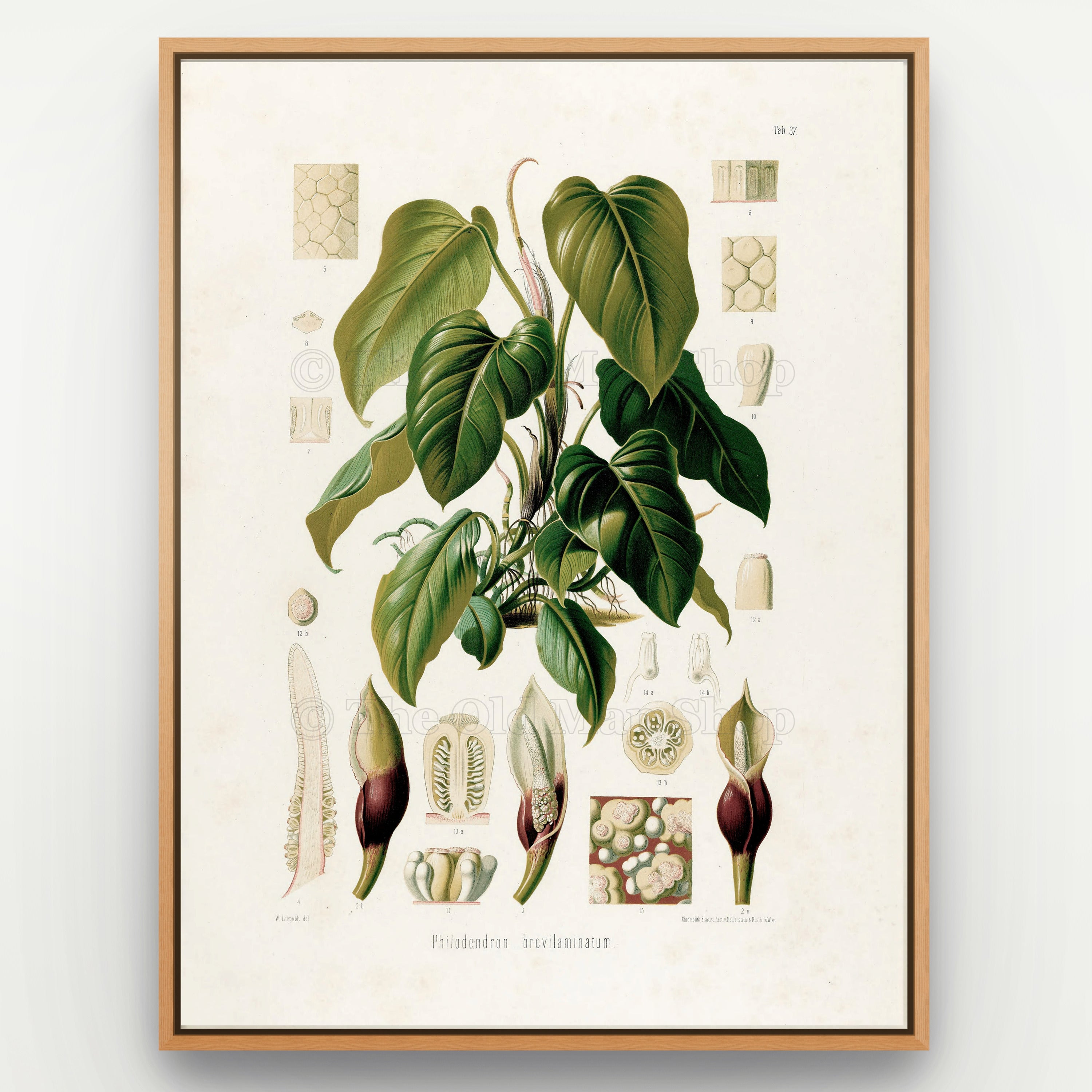 1879 Philodendron brevilaminatum antique botanical print, Plate 37 by Heinrich Wilhelm Schott, shown in a natural oak frame as botanical wall art, featuring a Philodendron brevilaminatum with large, softly drooping heart-shaped green leaves.