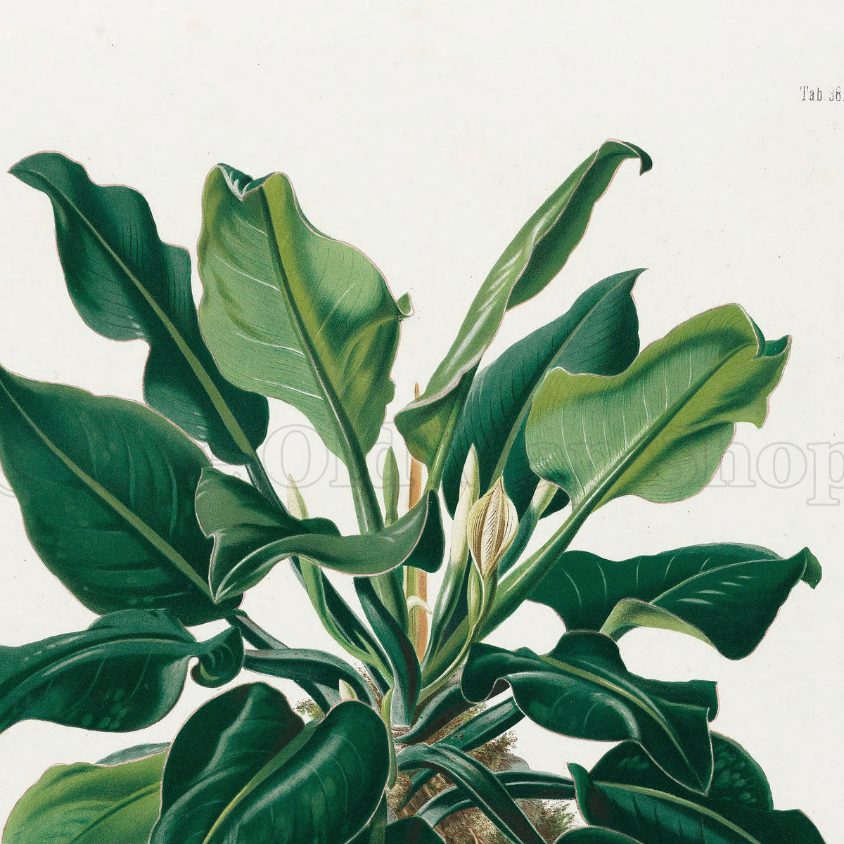 Upper detail of 1879 Philodendron cannaefolium antique botanical print, Plate 38 by Heinrich Wilhelm Schott, featuring a compact Philodendron cannaefolium with glossy, broad pointed leaves emerging from intertwined stems.