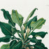 Upper detail of 1879 Philodendron cannaefolium antique botanical print, Plate 38 by Heinrich Wilhelm Schott, featuring a compact Philodendron cannaefolium with glossy, broad pointed leaves emerging from intertwined stems.