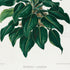 Lower detail of 1879 Philodendron cannaefolium antique botanical print, Plate 38 by Heinrich Wilhelm Schott. This is primarily a naturalistic foliage study, showing the plant's dense branching form without a surrounding array of anatomical figures.