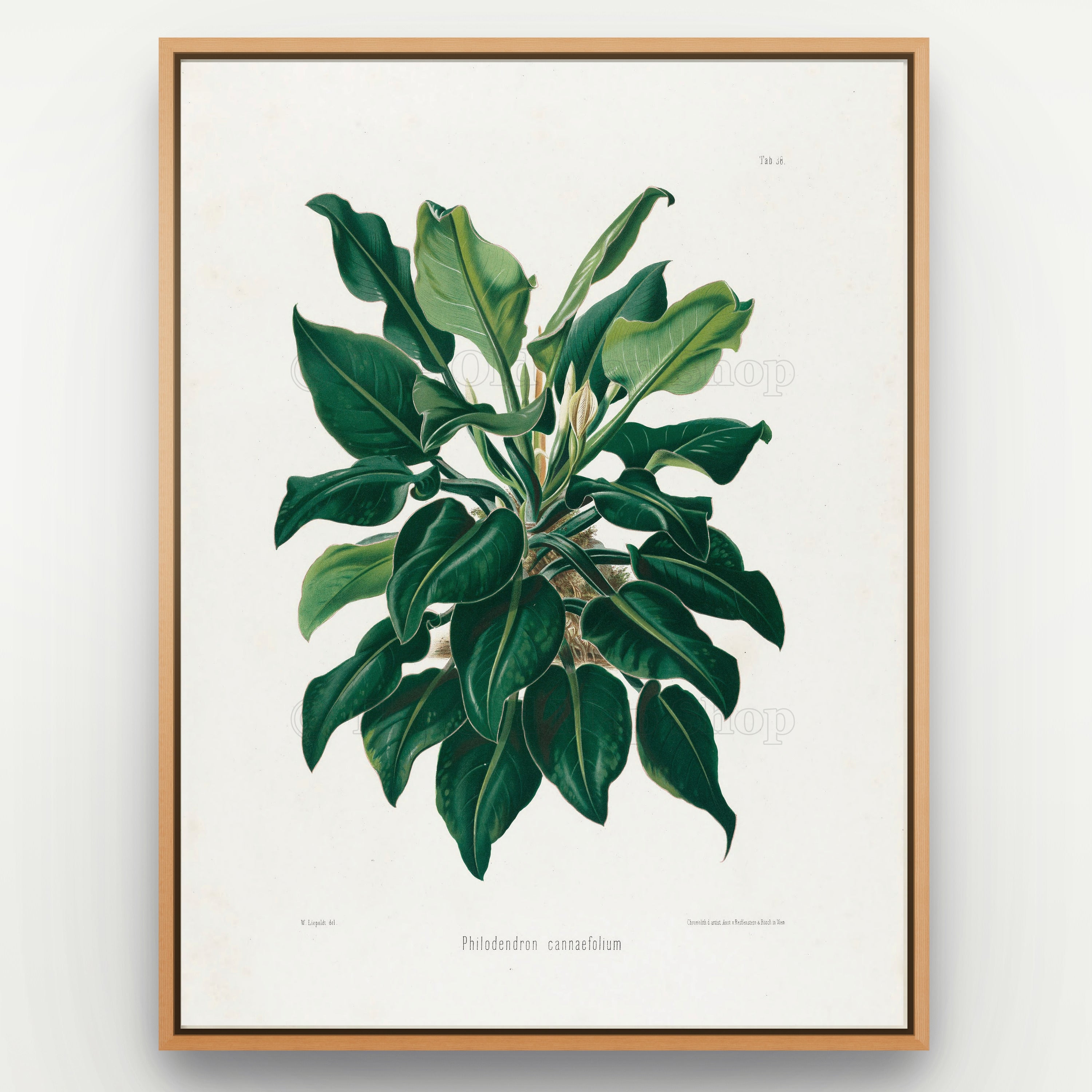 1879 Philodendron cannaefolium antique botanical print, Plate 38 by Heinrich Wilhelm Schott, shown in a natural oak frame as botanical wall art, featuring a compact Philodendron cannaefolium with glossy, broad pointed leaves emerging from intertwined stems.