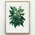 1879 Philodendron cannaefolium antique botanical print, Plate 38 by Heinrich Wilhelm Schott, shown in a natural oak frame as botanical wall art, featuring a compact Philodendron cannaefolium with glossy, broad pointed leaves emerging from intertwined stems.