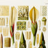 Upper detail of 1879 Philodendron cannaefolium antique botanical print, Plate 39 by Heinrich Wilhelm Schott, featuring the flowers and reproductive anatomy of Philodendron cannaefolium, arranged as an extensive botanical study.