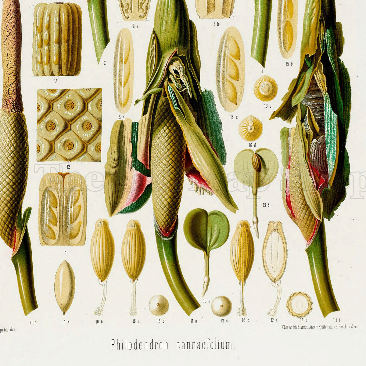 Lower detail of 1879 Philodendron cannaefolium antique botanical print, Plate 39 by Heinrich Wilhelm Schott. Tall open spathes, spadices, seeds and microscopic tissue sections fill the page in separate carefully labelled figures.