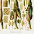 Lower detail of 1879 Philodendron cannaefolium antique botanical print, Plate 39 by Heinrich Wilhelm Schott. Tall open spathes, spadices, seeds and microscopic tissue sections fill the page in separate carefully labelled figures.
