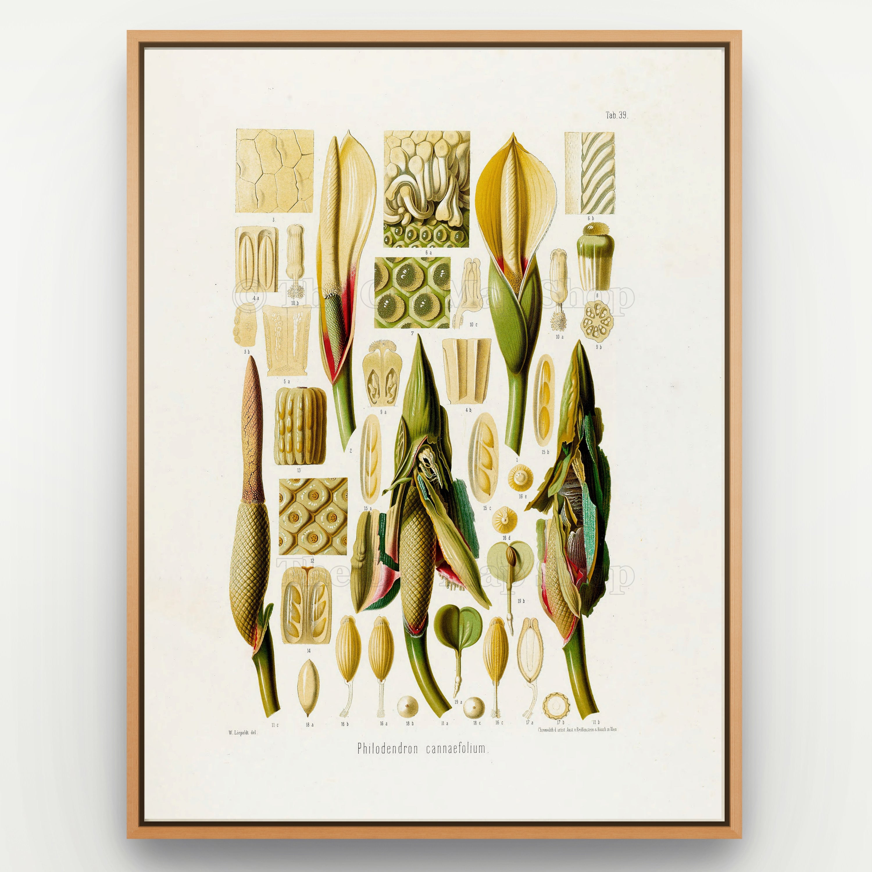 1879 Philodendron cannaefolium antique botanical print, Plate 39 by Heinrich Wilhelm Schott, shown in a natural oak frame as botanical wall art, featuring the flowers and reproductive anatomy of Philodendron cannaefolium, arranged as an extensive botanical study.