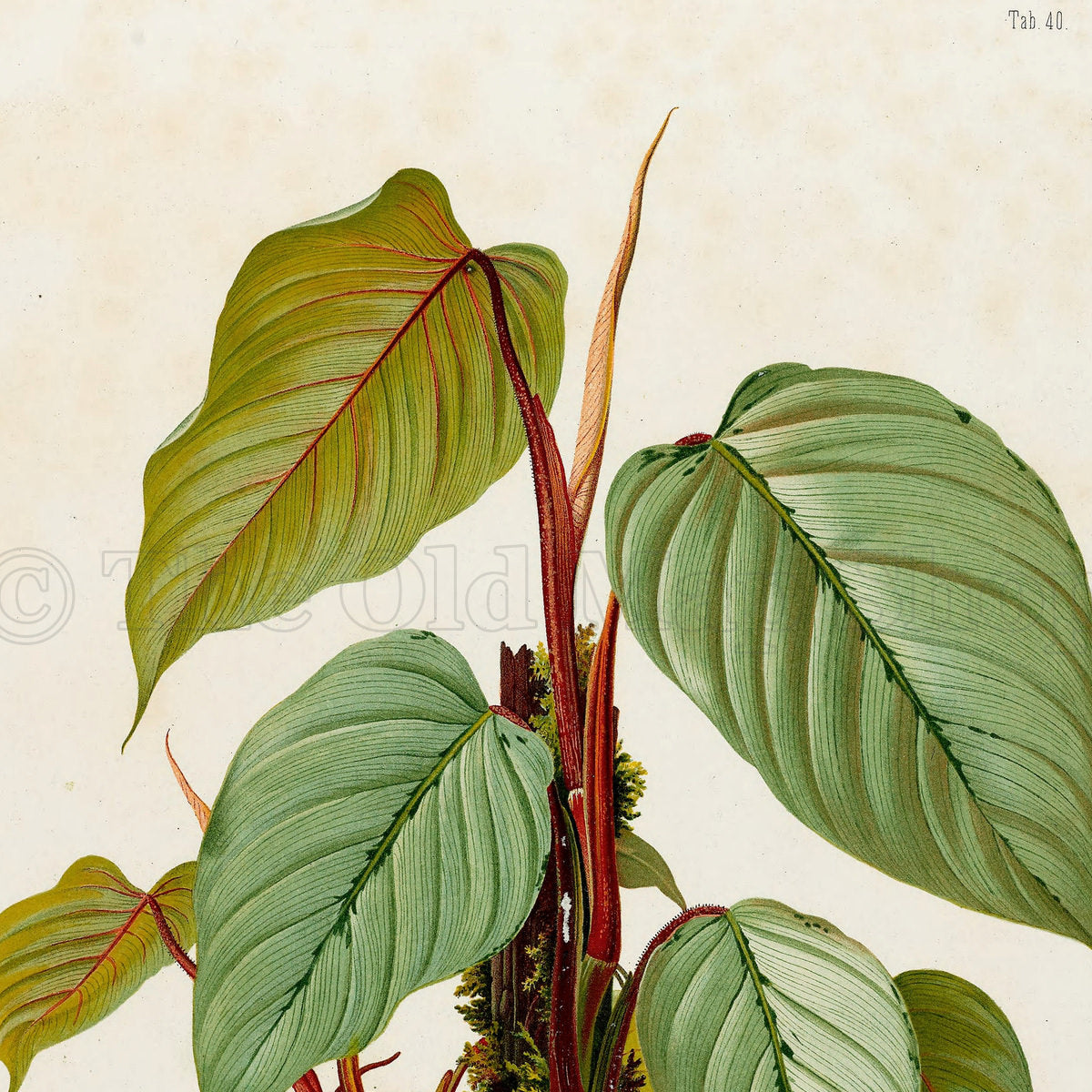 Upper detail of 1879 Philodendron imperiale antique botanical print, Plate 40 by Heinrich Wilhelm Schott, featuring a Philodendron imperiale with large, pale olive and green leaves carried on strong reddish stems.
