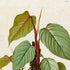 Upper detail of 1879 Philodendron imperiale antique botanical print, Plate 40 by Heinrich Wilhelm Schott, featuring a Philodendron imperiale with large, pale olive and green leaves carried on strong reddish stems.