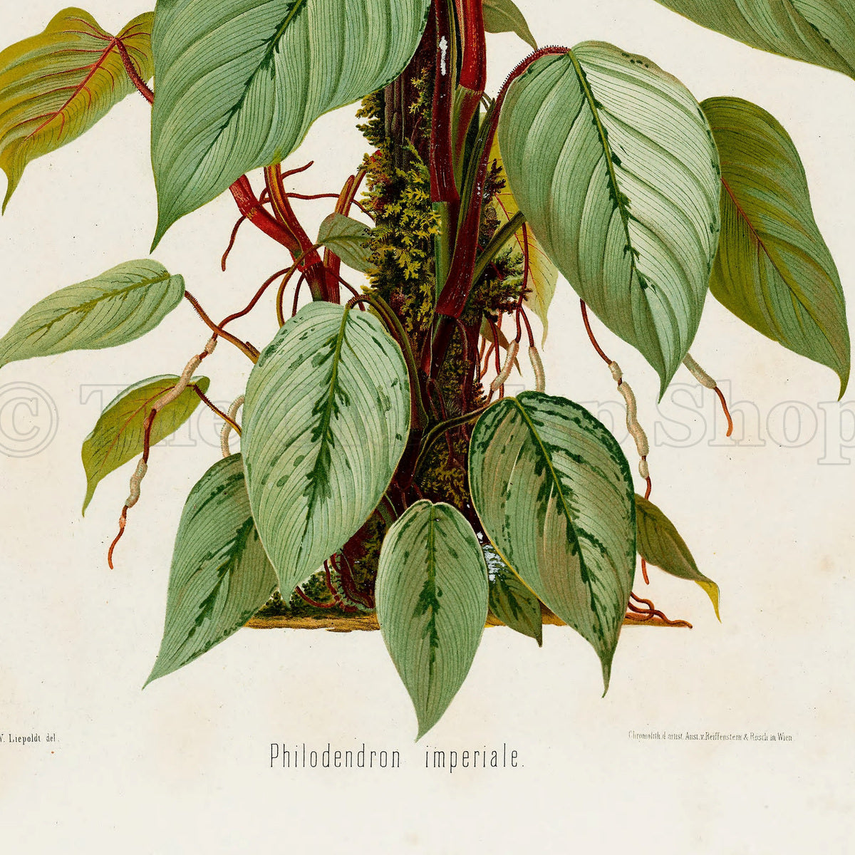 Lower detail of 1879 Philodendron imperiale antique botanical print, Plate 40 by Heinrich Wilhelm Schott. The portrait concentrates on the plant's upright growth, layered leaves and distinctive red central stems, with few separate analytical figures.