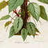 Lower detail of 1879 Philodendron imperiale antique botanical print, Plate 40 by Heinrich Wilhelm Schott. The portrait concentrates on the plant's upright growth, layered leaves and distinctive red central stems, with few separate analytical figures.