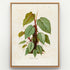 1879 Philodendron imperiale antique botanical print, Plate 40 by Heinrich Wilhelm Schott, shown in a natural oak frame as botanical wall art, featuring a Philodendron imperiale with large, pale olive and green leaves carried on strong reddish stems.