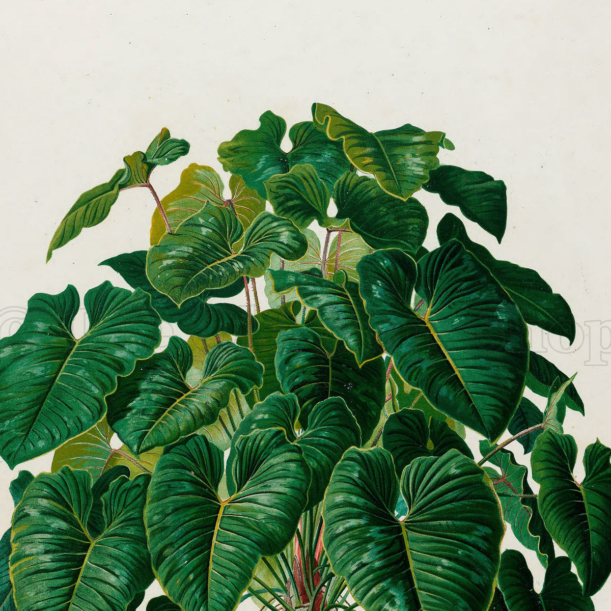 Upper detail of 1879 Philodendron imperiale antique botanical print, Plate 41 by Heinrich Wilhelm Schott, featuring a large, bushy Philodendron imperiale with an abundance of overlapping green leaves.
