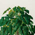 Upper detail of 1879 Philodendron imperiale antique botanical print, Plate 41 by Heinrich Wilhelm Schott, featuring a large, bushy Philodendron imperiale with an abundance of overlapping green leaves.